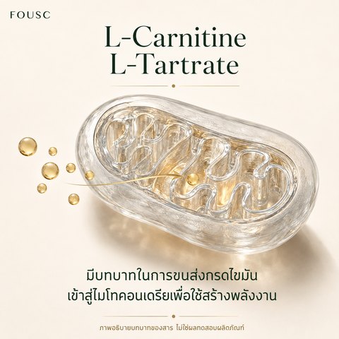 ภาพอธิบายบทบาทของ L-Carnitine L-Tartrate